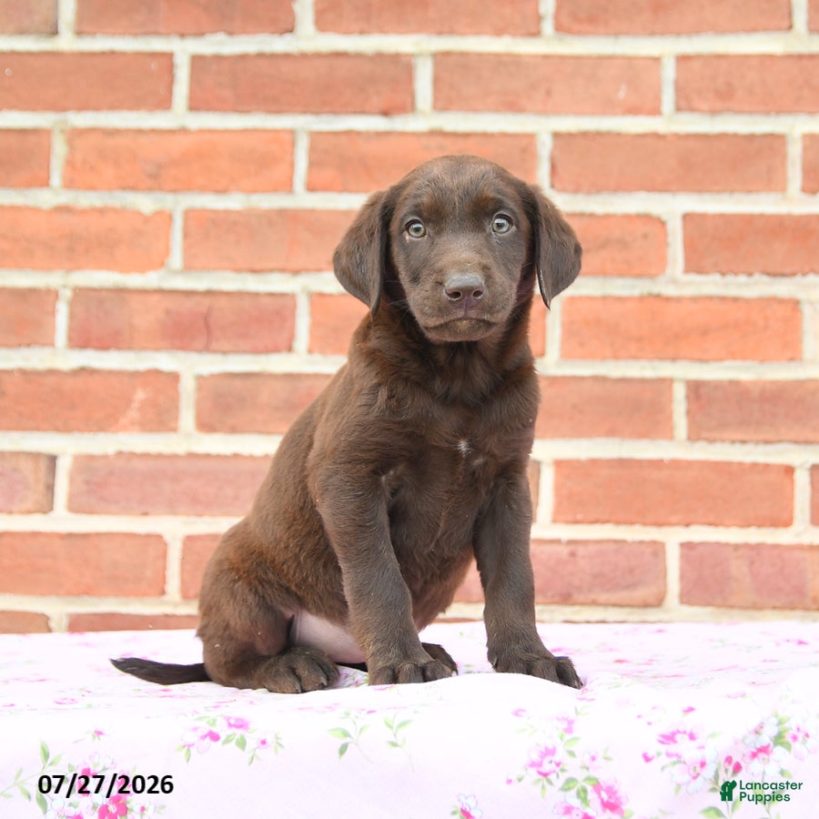 Labrador Retriever dogs Peaches - Ad 2