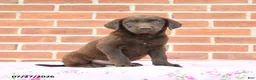 Labrador Retriever dogs for sale: Peaches - Ad 2