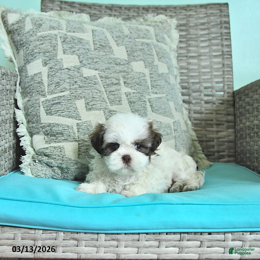 Shih Tzu dogs Daisy - Ad 2