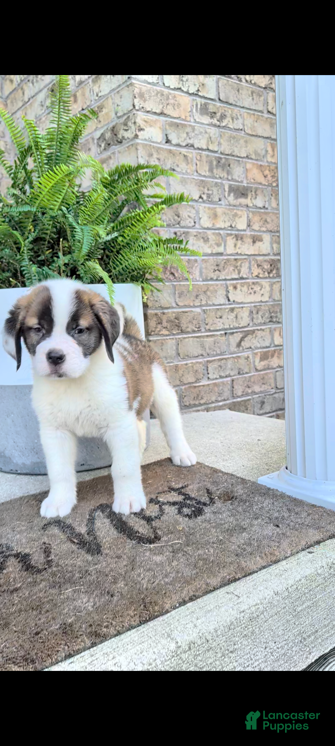 Saint Bernard dogs Bonnie  - Ad 2