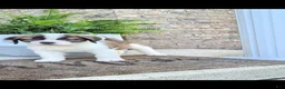 Saint Bernard dogs for sale: Bonnie  - Ad 2