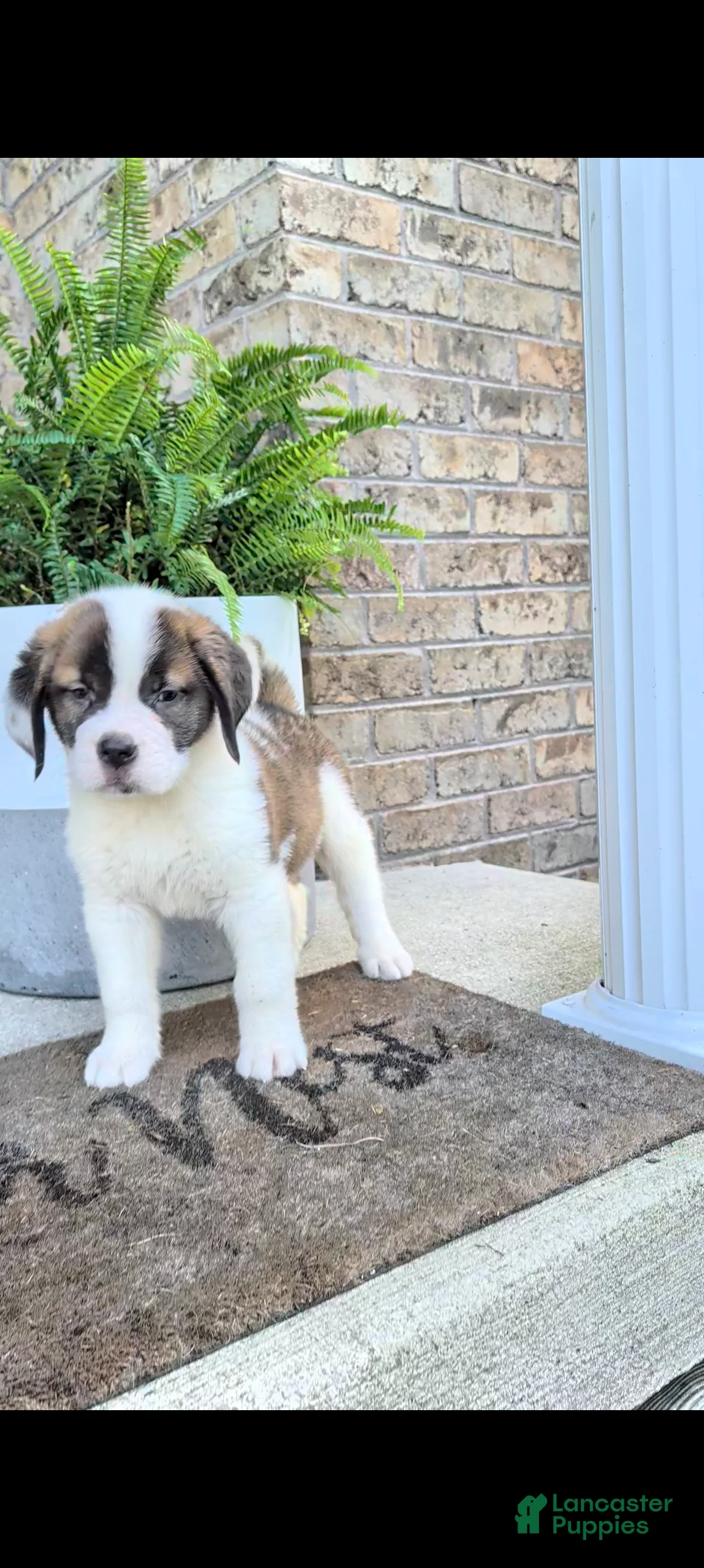 Saint Bernard dogs for sale: Bonnie  - Ad 2