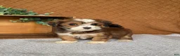 Havanese dogs for sale: Avery - Ad 3