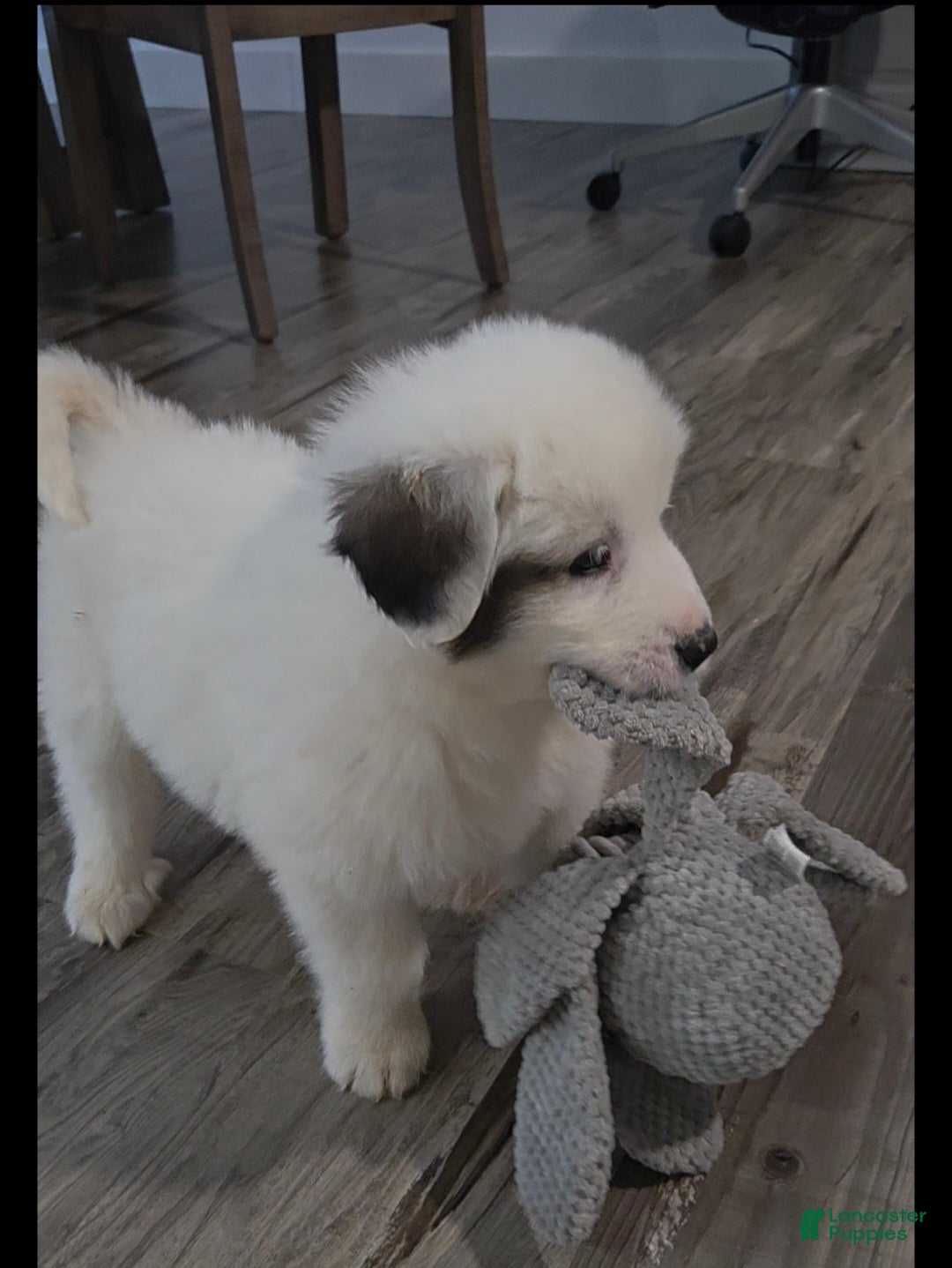 Great Pyrenees dogs for sale: Rita - Ad 4