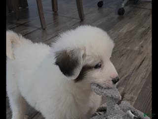 Great Pyrenees dogs Rita - Ad 16