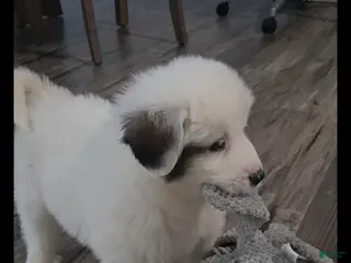 Great Pyrenees dogs Rita - Ad 5