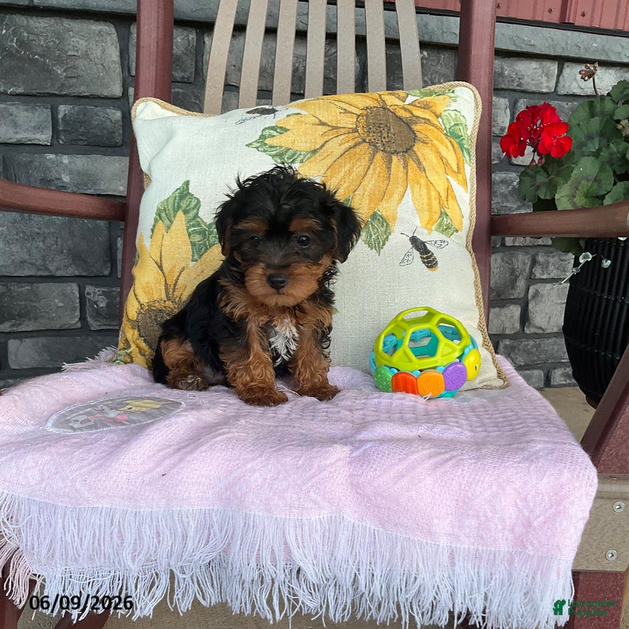 Yorkiepoo dogs Banjo - Ad 1