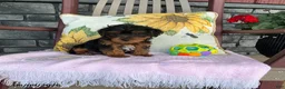 Yorkiepoo dogs for sale: Banjo - Ad 1