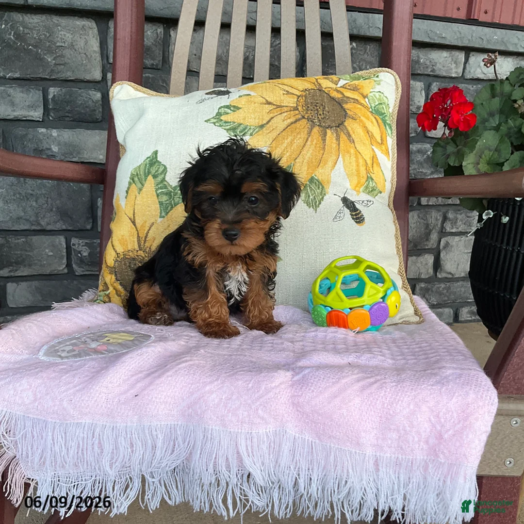 Yorkiepoo dogs for sale: Banjo - Ad 1