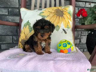 Yorkiepoo dogs for sale: Banjo - Ad 3