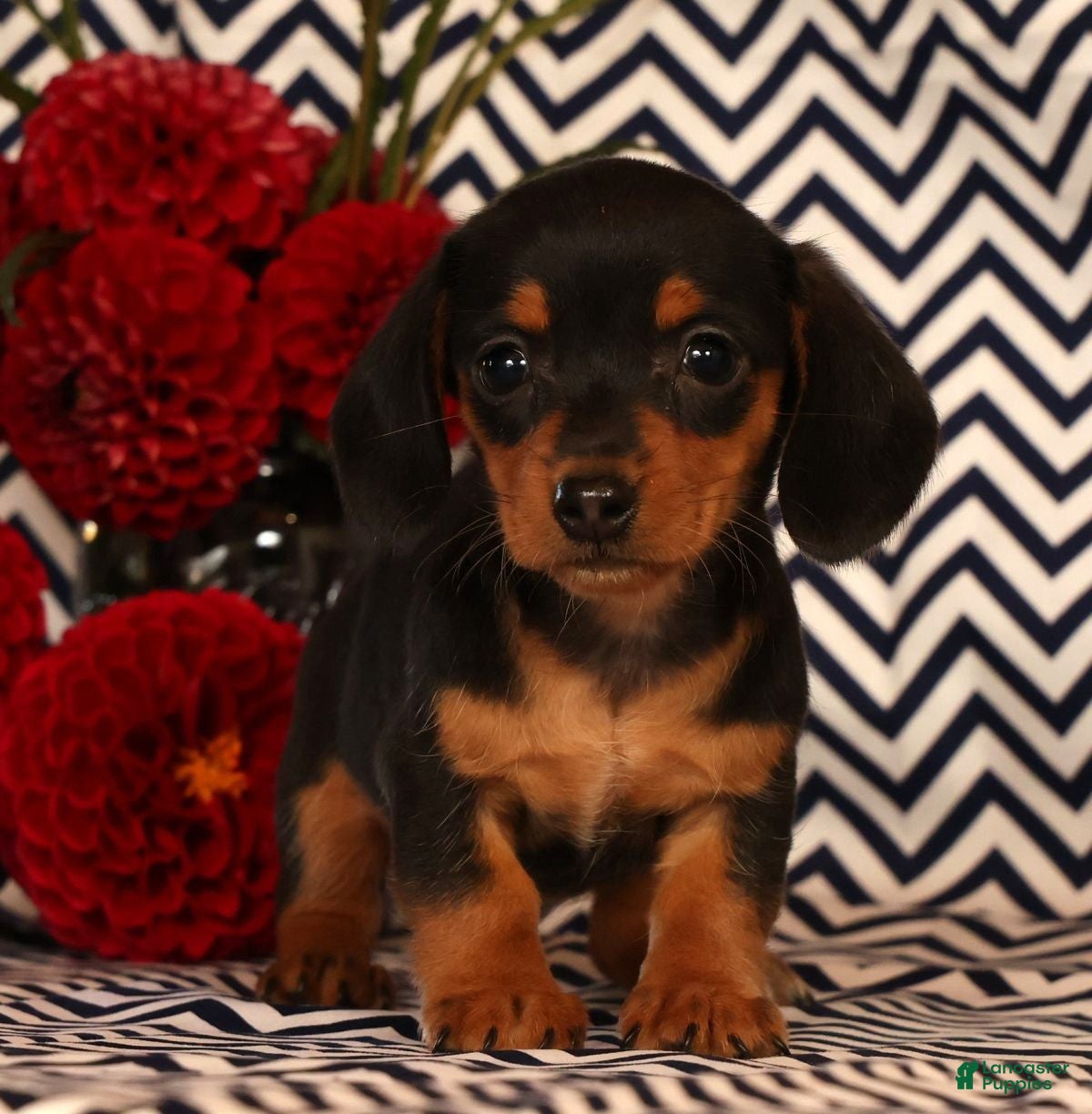 Miniature Dachshund dogs Annie - Ad 1