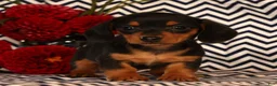 Miniature Dachshund dogs for sale: Annie - Ad 1