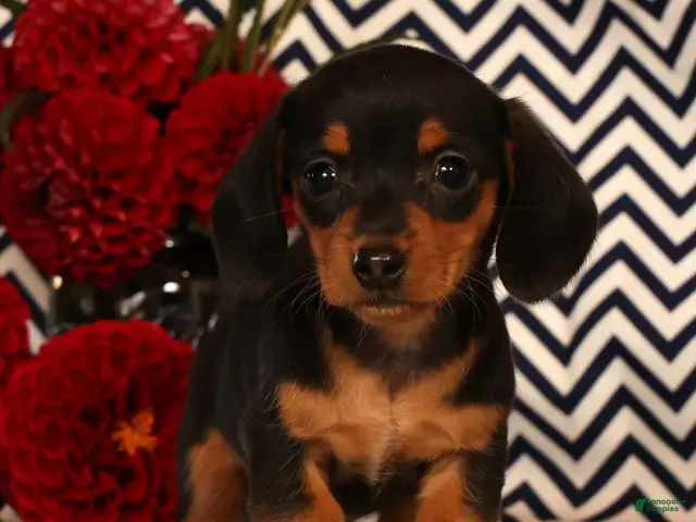 Miniature Dachshund dogs for sale: Annie - Ad 1