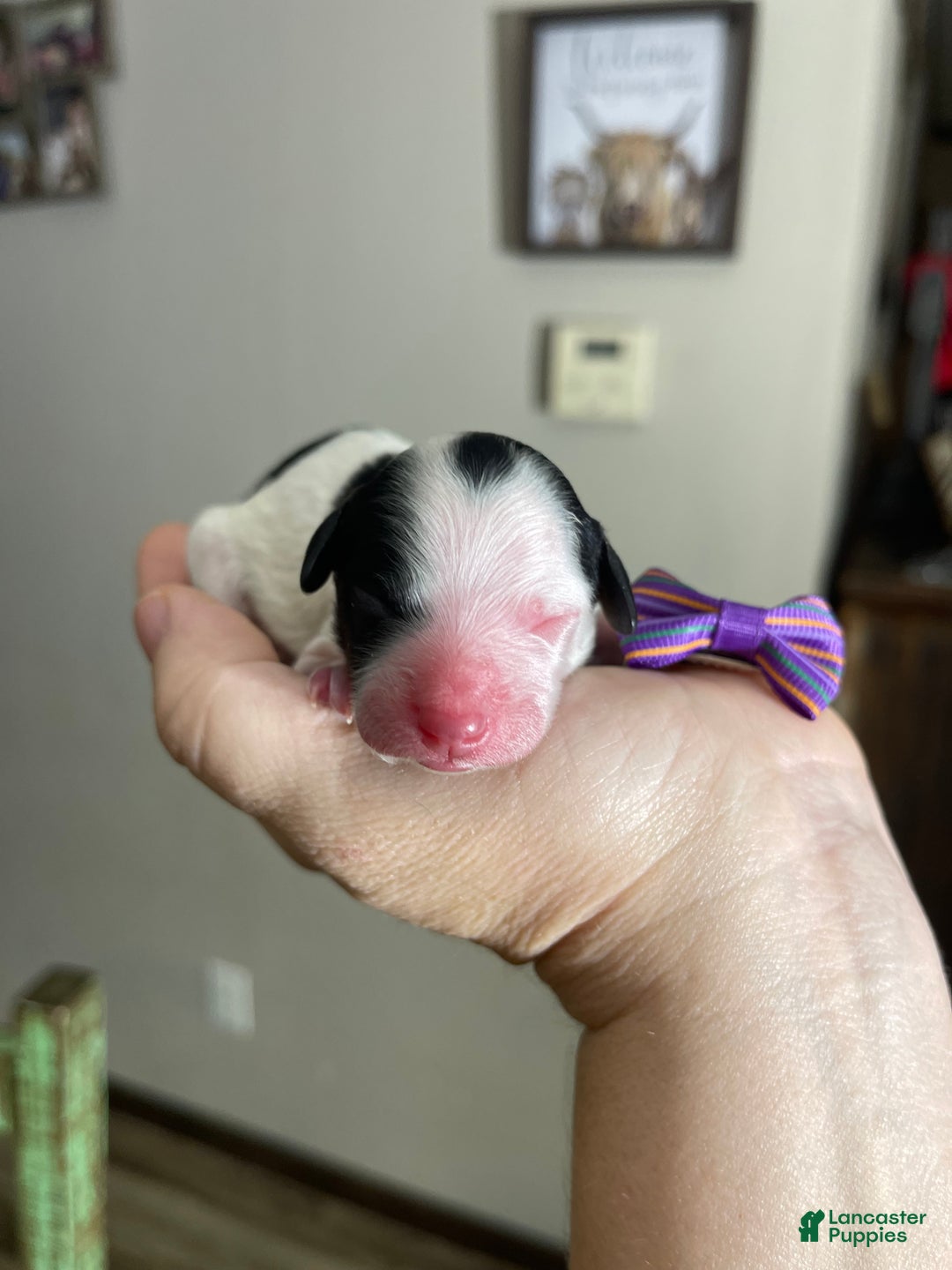 Miniature Poodle dogs for sale: Akc Clear Purple Bow - Ad 1