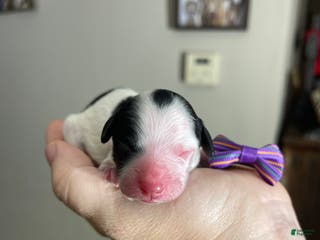 Miniature Poodle dogs Akc Clear Purple Bow - Ad 2