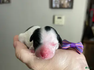 Miniature Poodle dogs Akc Clear Purple Bow - Ad 35