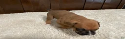 Boxer dogs for sale: Max - Ad 12