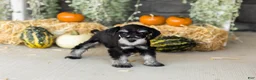 Miniature Schnauzer dogs for sale: Sunny  - Ad 4