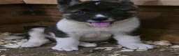 Akita dogs for sale: Bear  - Ad 3