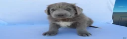 Newfoundland dogs for sale: Tucker - Ad 4