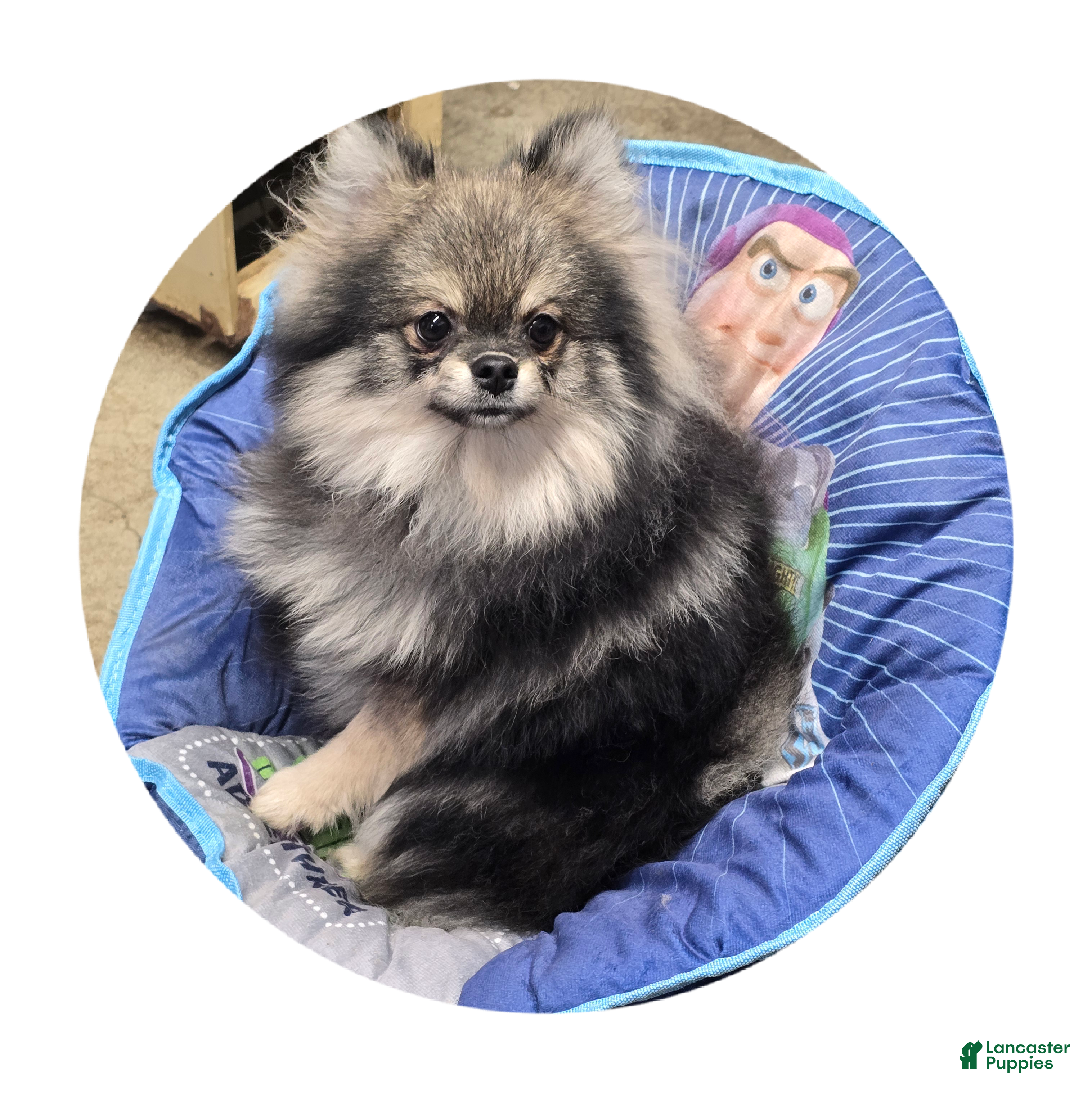 Pomeranian dogs Sophia - Ad 1