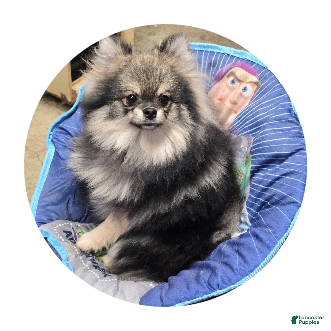 Pomeranian dogs for sale: Sophia - Ad 1