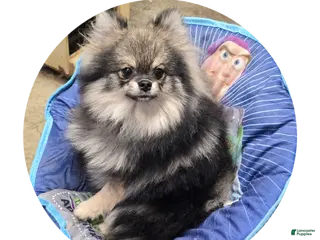 Pomeranian dogs Sophia - Ad 1