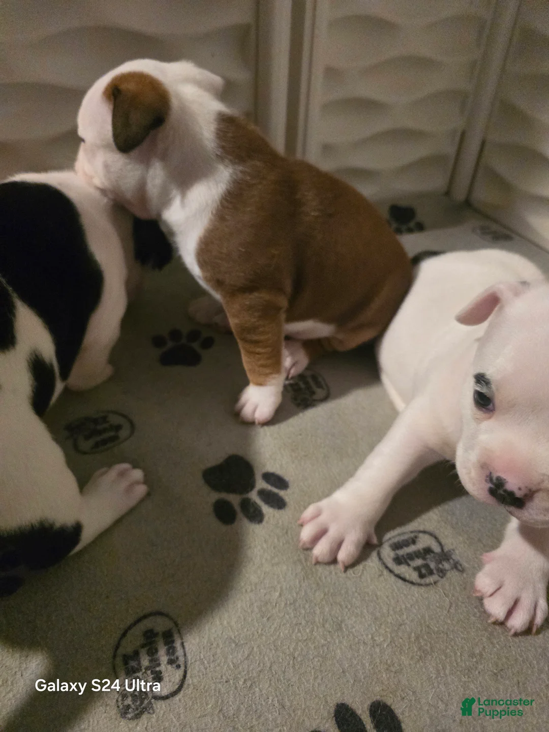 American Bully dogs for sale: Tator Tot  - Ad 2
