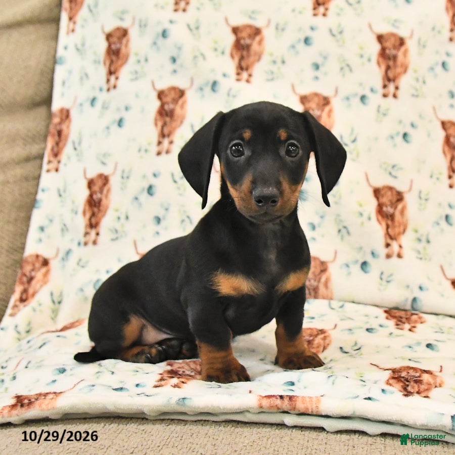 Miniature Dachshund dogs for sale: Twyla - Ad 1