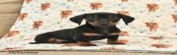 Miniature Dachshund dogs for sale: Twyla - Ad 1