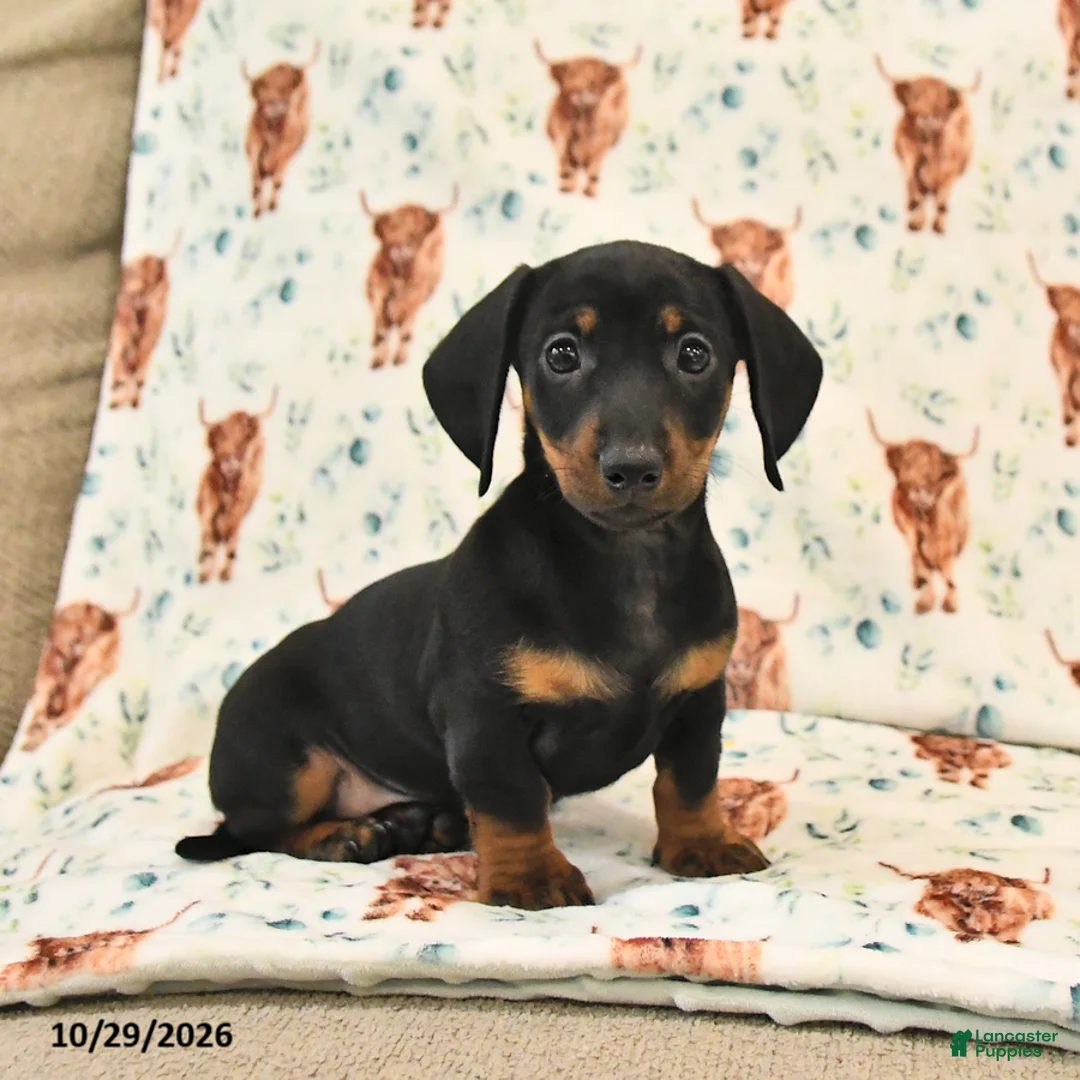 Miniature Dachshund dogs for sale: Twyla - Ad 1