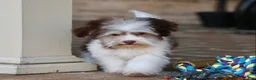 Havanese dogs for sale: Hope - Ad 30