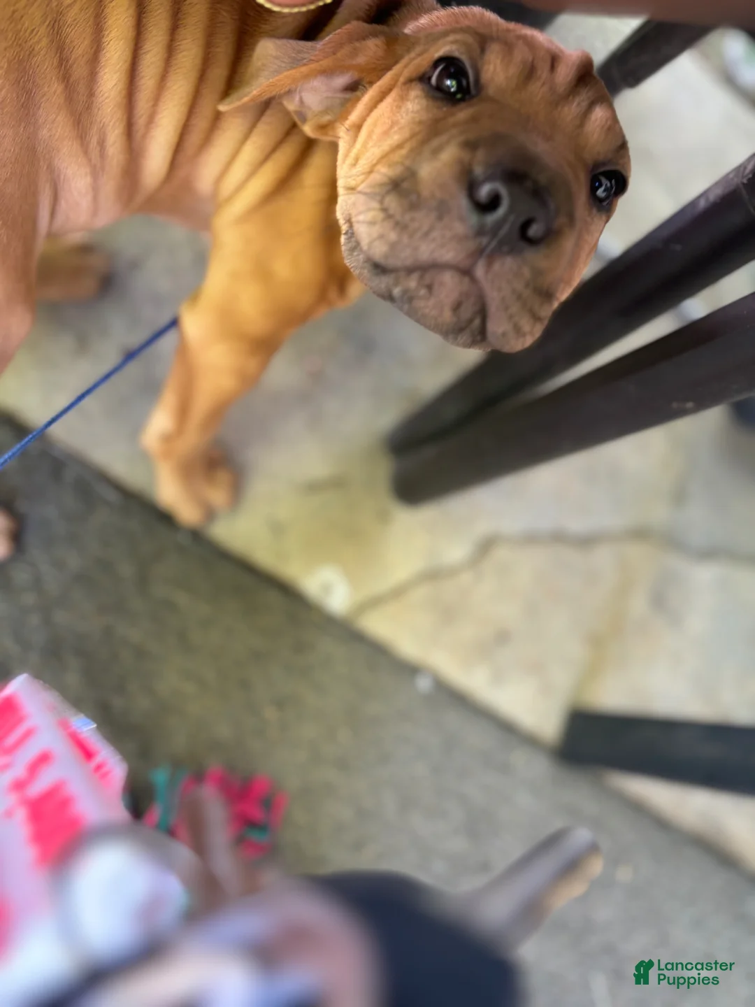 Mixed Breed dogs for sale: Rusty - Ad 2