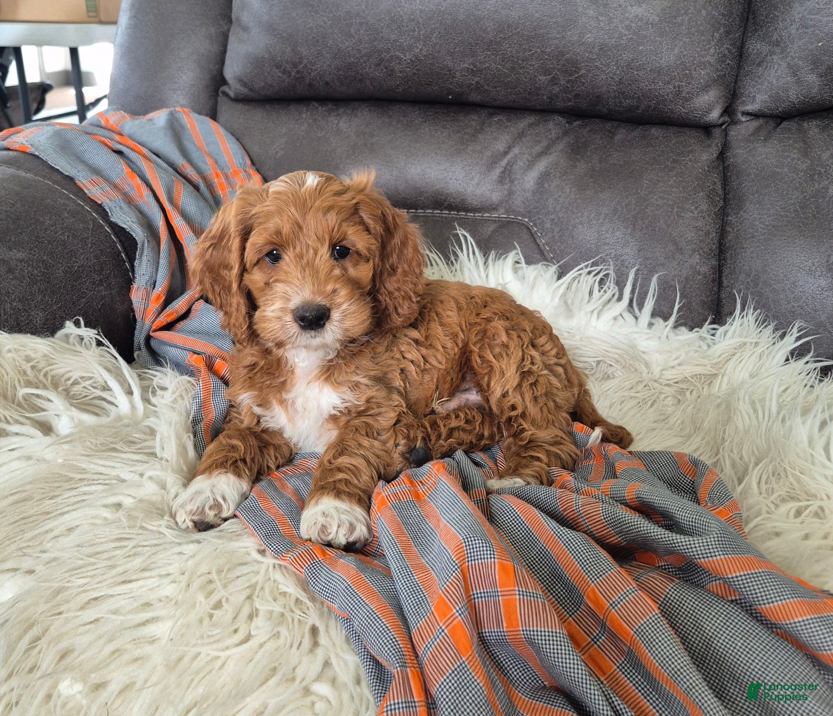 Cockapoo dogs Bruno - Ad 1