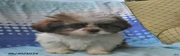 Shih Tzu dogs for sale: Mary Beth - Ad 9