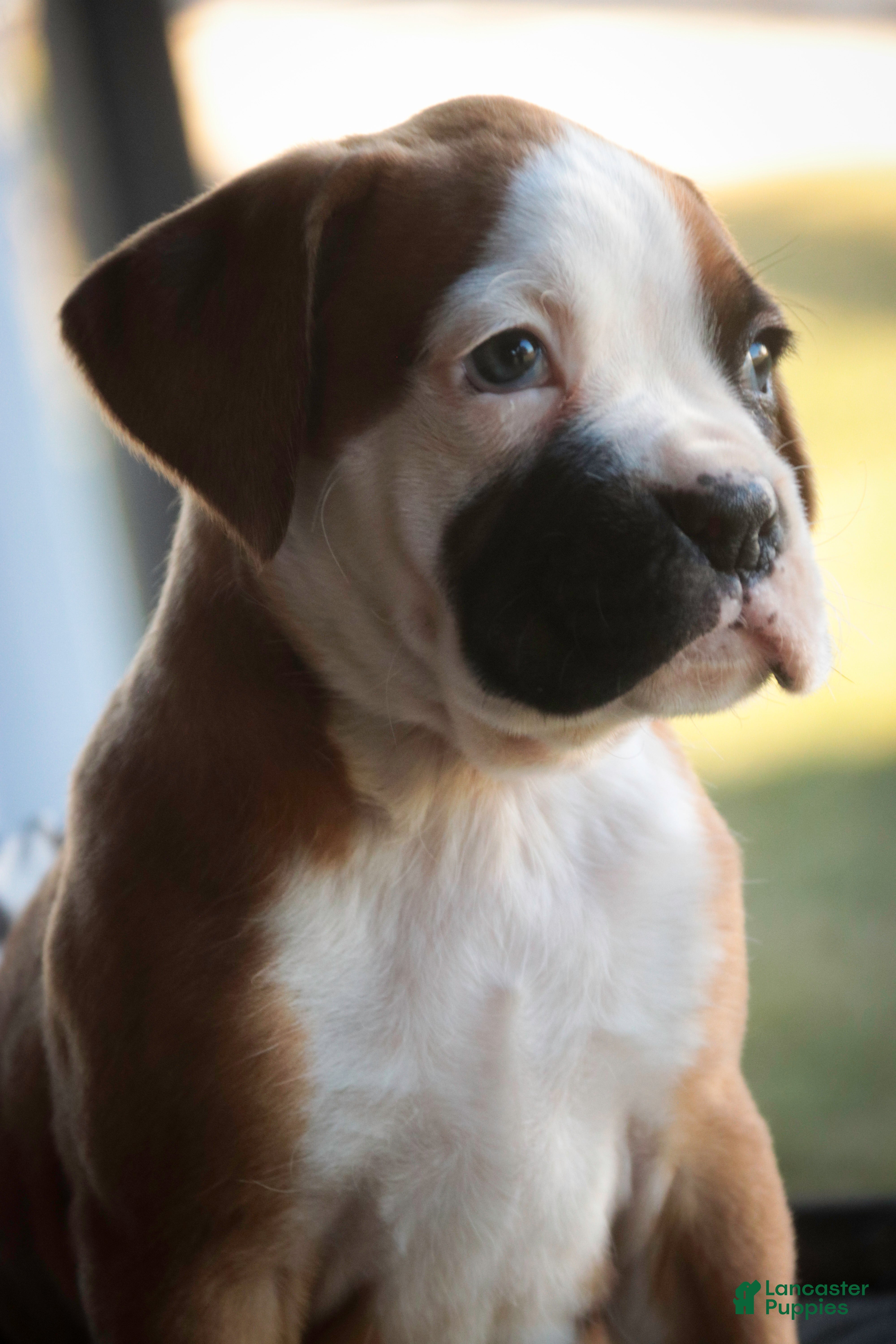 Boxer dogs Harry - Ad 2