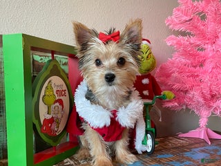 Yorkshire Terrier dogs Meet Lulu - Ad 1