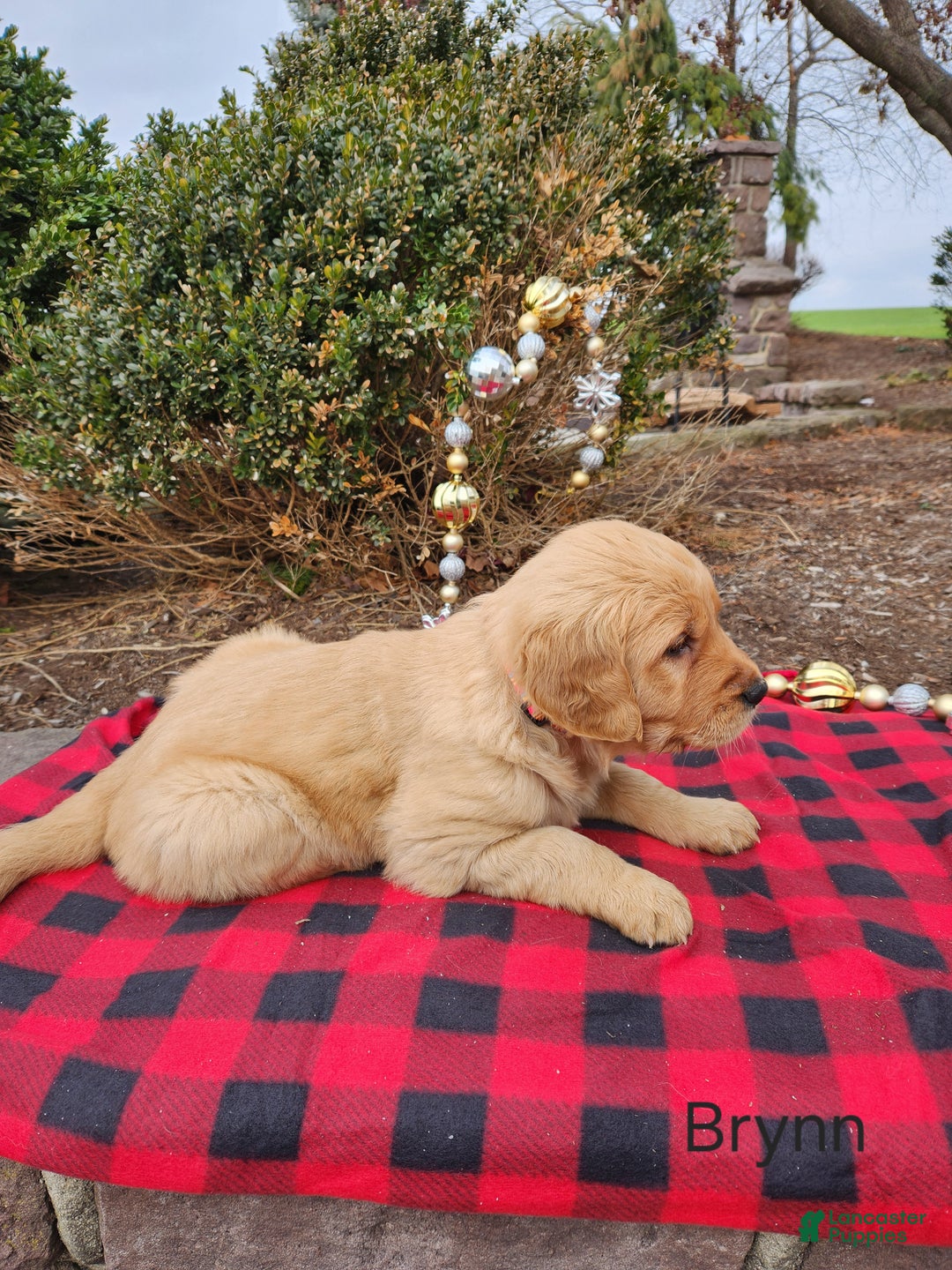Golden Retriever dogs for sale: Brynn - Ad 2