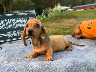 Dachshund dogs - Ad 40