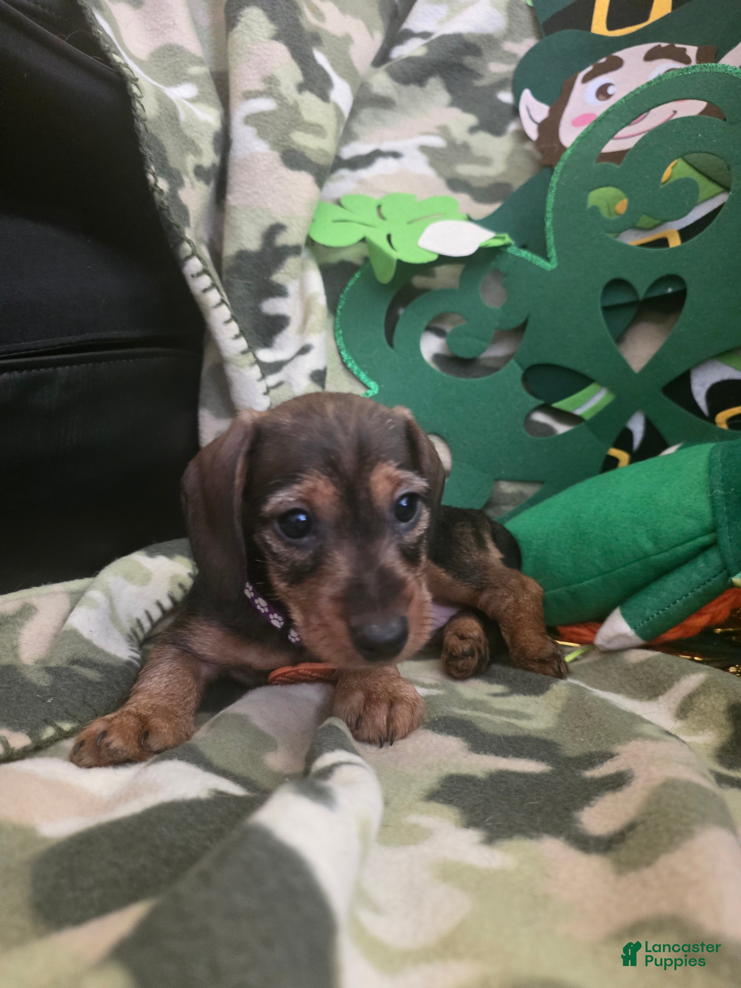 Miniature Dachshund dogs Daphne - Ad 2