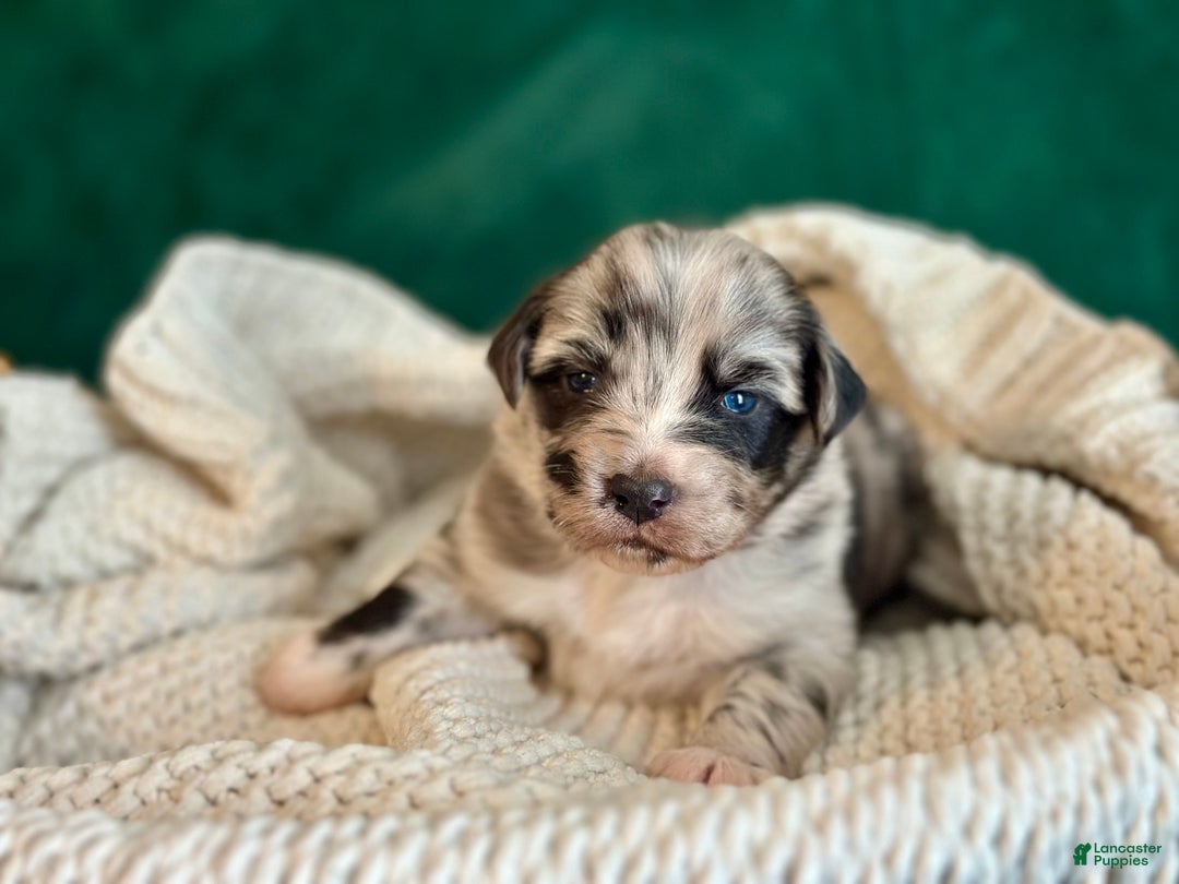 Australian Shepherd dogs for sale: Blue Merle Female (Boo) - Ad 3