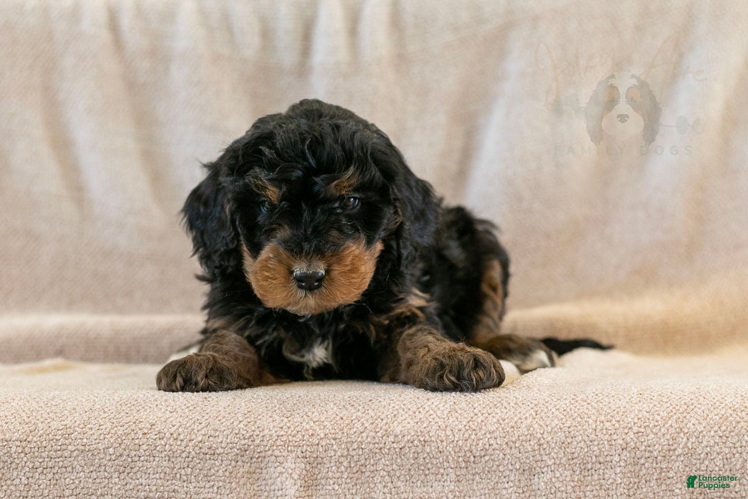 Bernedoodle dogs for sale: Cinderella - Ad 7