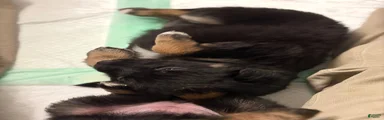  Puppy 4