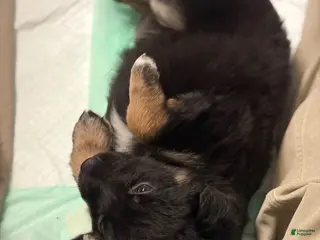 German Shepherd dogs Puppy 4 - Ad 5