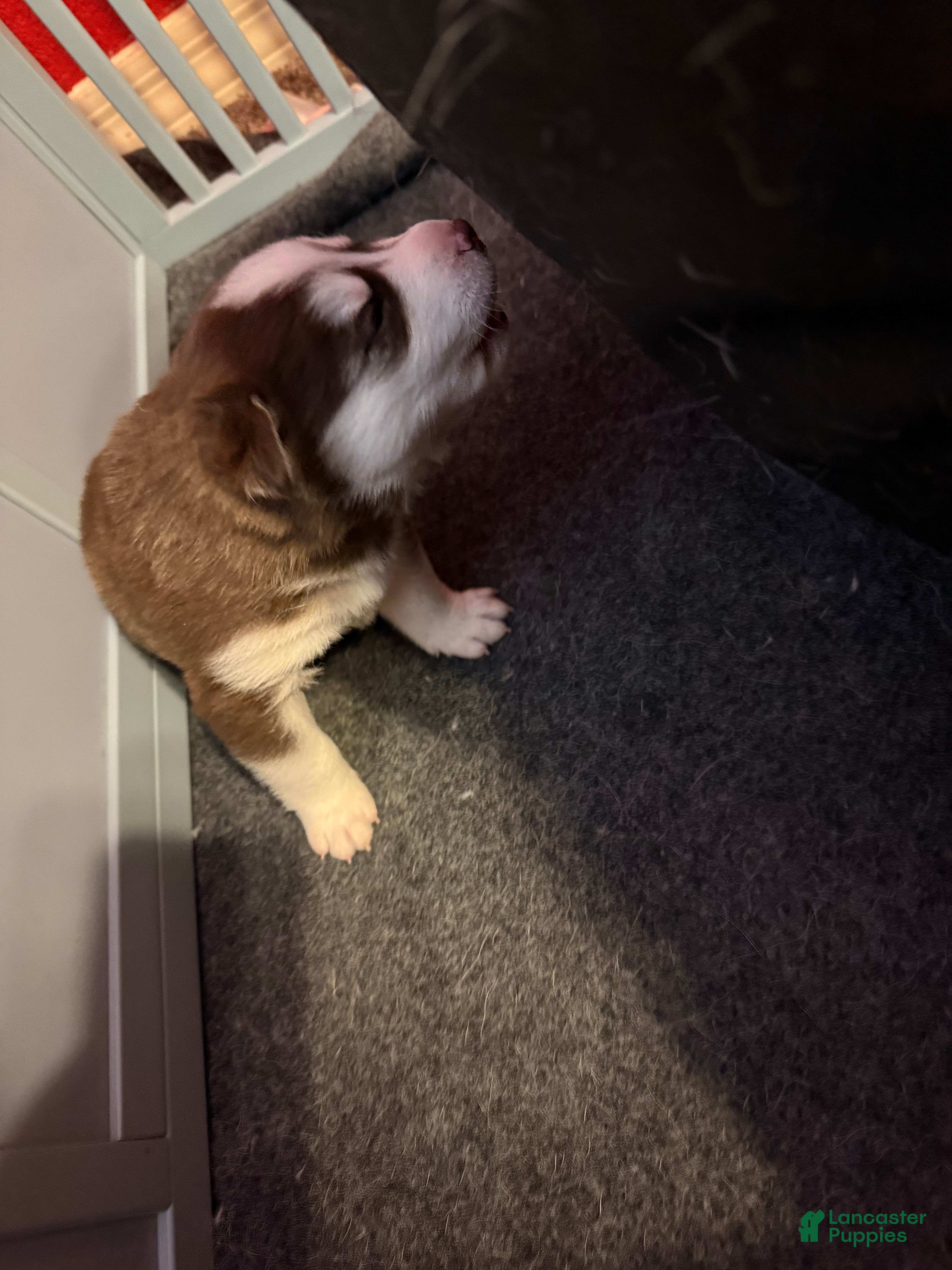 Mixed Breed dogs Siberian Husky Puppy 2 - Ad 7