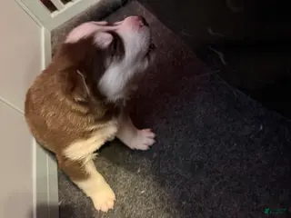 Mixed Breed dogs Siberian Husky Puppy 2 - Ad 7