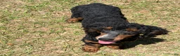 Miniature Poodle dogs for sale: Tator - Ad 4