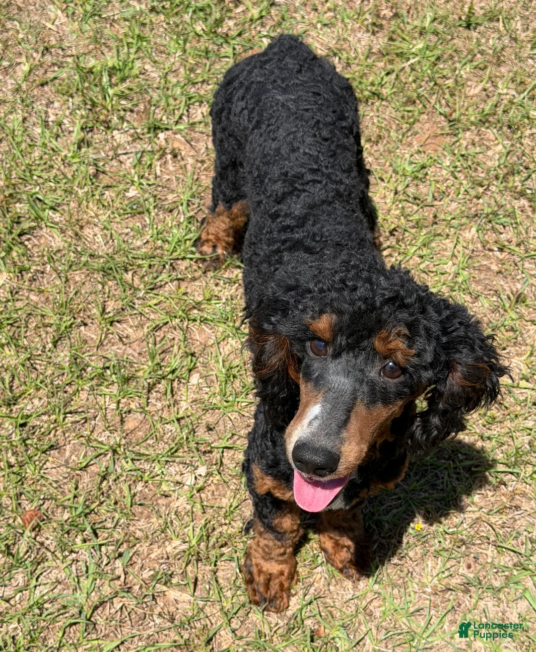 Miniature Poodle dogs for sale: Tator - Ad 4