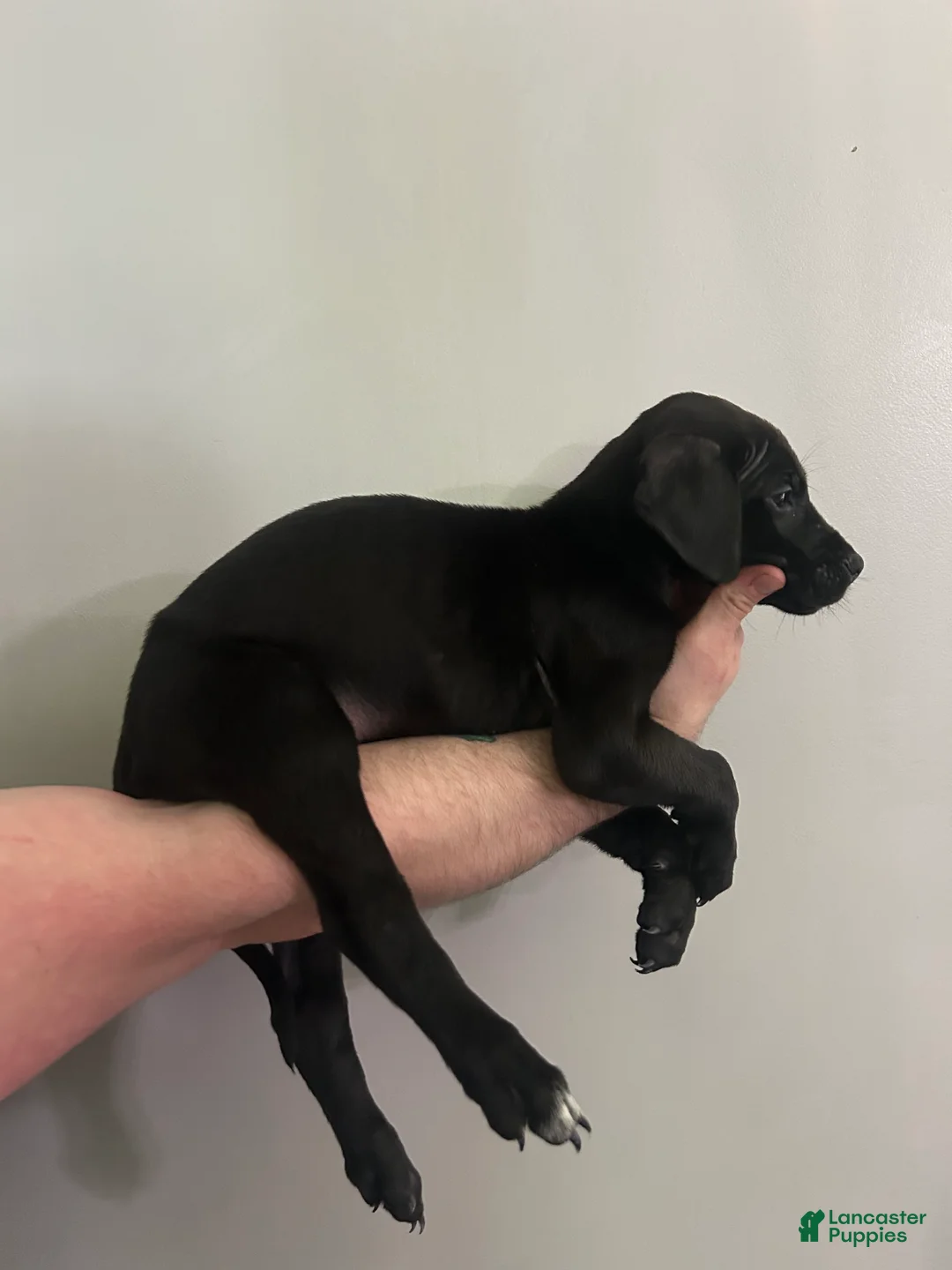 Mixed Breed dogs for sale: Puppy 3 - Ad 2