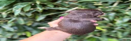 Miniature Schnauzer dogs for sale: Miniature Schnauzer 1 - Ad 4